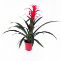 Guzmania lingulata flowerpot 15 cm