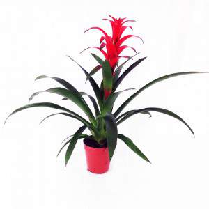 Guzmania lingulata wazon 15 cm