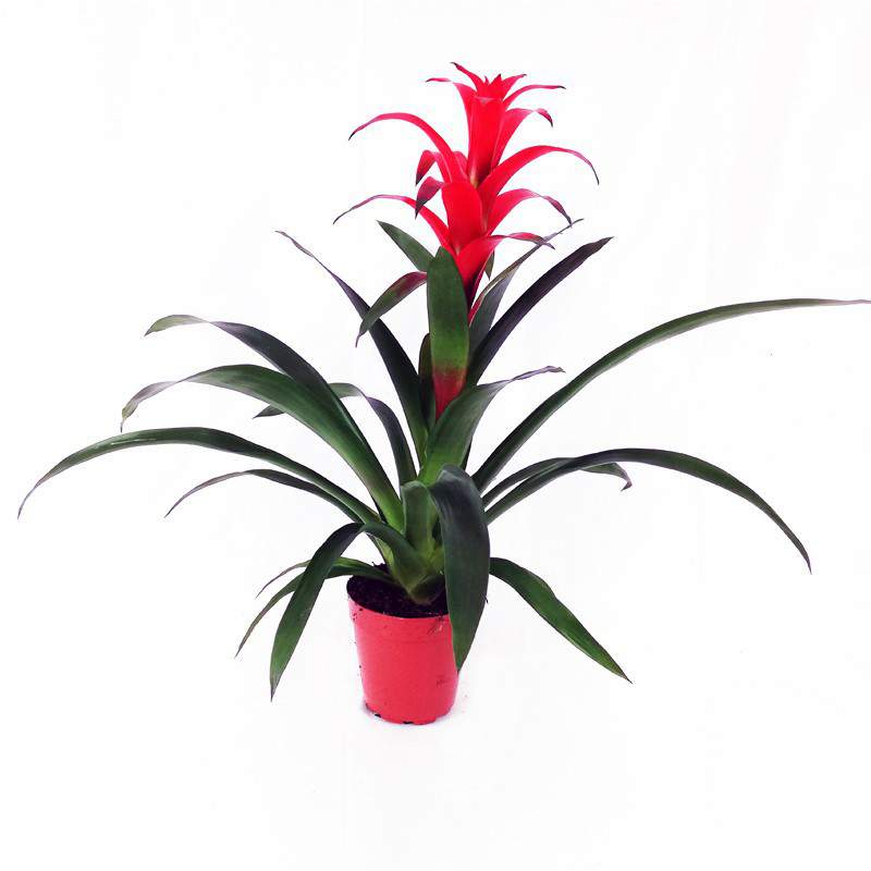 Guzmania lingulata wazon 15 cm