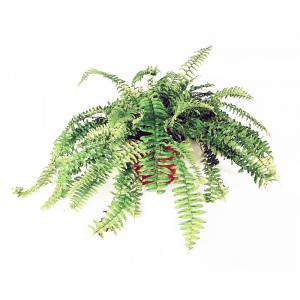 Nephrolepis Boston Fern