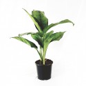 Aglaonema flowerpot 17 cm