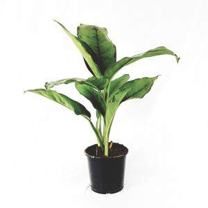 Aglaonema vaso 17 cm