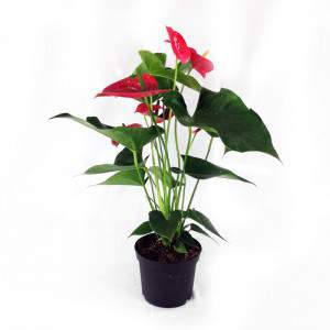 Anthurium flowerpot 17 cm