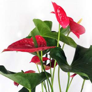 Anthurium Blume und Blätter