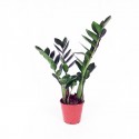 Zamioculcas  flowerpot 14 cm