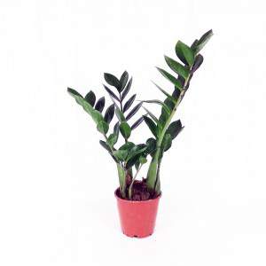 Vase Zamioculcas 14cm