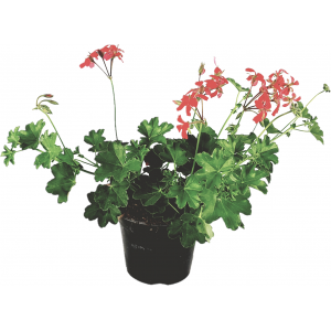 Parisian hanging red geranium flowerpot 14