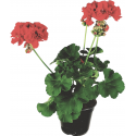 Zonal geranium red flowerpot 14 cm