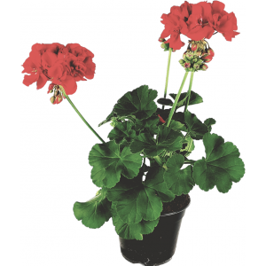 Red zonal geranium