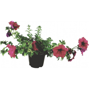 Florero surfinia o petunia fucsia cayendo 14cm