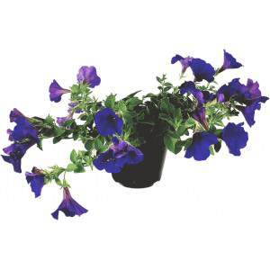 Florero colgante petunia surfinia o violeta 14cm