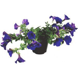 Surfinia hanging petunia purple flowerpot 14 cm