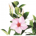 Dipladenia pink flower