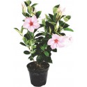 Dipladenia pink flowerpot 14 cm
