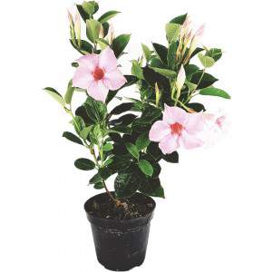 Dipladenia pink flowerpot 14 cm