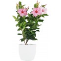 Plastique couvert Diamètre milan 15 cm blanc