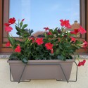 40 cm anthratherfarbener Silvano mit roten Blüten.