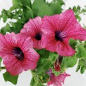 Fiori rosa di surfinia o petunia