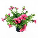 Surfinia o petunia ricadente Hot Red vaso 14