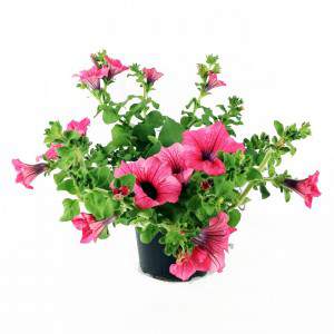 Florero colgante petunia Surfinia o Hot Red 14