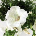 flor blanca de surfinia en florero14