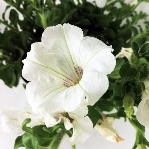 fleur blanche de surfinia dans le pot14
