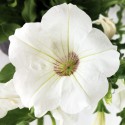 Wazon Petunia biały 14