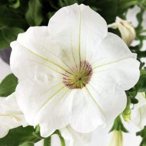 Petunia weiße Blumenvase 14