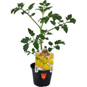 Skate yellow cherry tomatoes flowerpot 10 cm