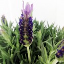 Lavendel Blume Stoechas