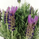 Lavendel Stoechas geblümte Vase 14