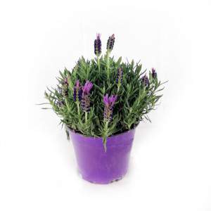 Lavender Stoechas vase 14