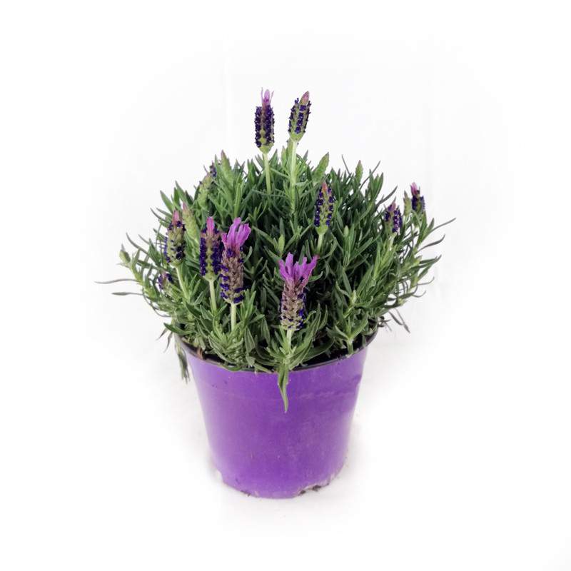 Lavanda Stoechas vaso 14