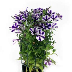 Surfinia ricadente Viola Striato vaso 14cm