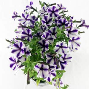 Vase rayé violet Surfinia 14