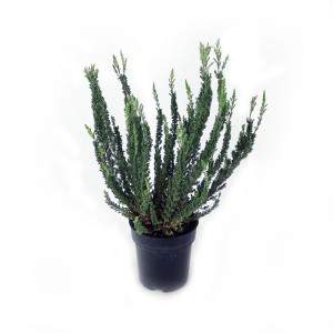 Calluna skyline vase 12