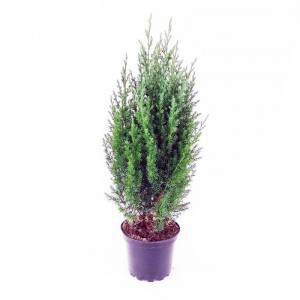 Juniper Flowerpot 17 cm