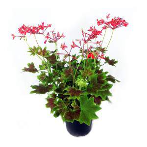 Ancient Fragrant Geranium or red Pelargonium flowerpot 14cm