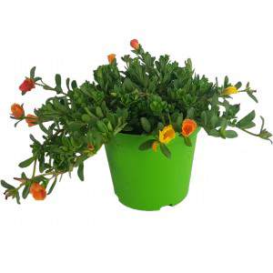 Portulaca or Grass Porcelain flowerpot 14cm mix