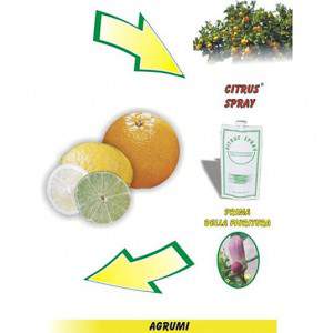 Citrus spray - before flowering phase