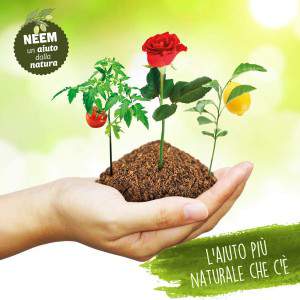 Neem - l'aiuto più naturale che c'è