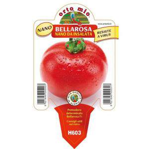 Bellarosa Nanotomate aus Salat