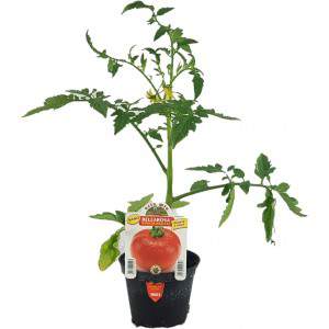 Bellarosa tomato dwarf salad flowerpot 10 cm