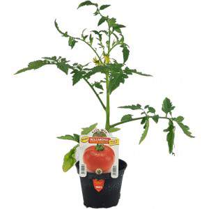 Tomate Bellarosa nano do vaso de salada 10cm