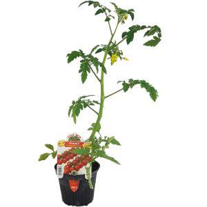 Cherry Tomato Paki flowerpot 10 cm