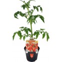 Tomate Prince Borghese vaso 10cm