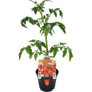 Tomaten Prinz Borghese Vase 10cm