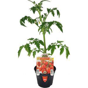 Vaso de tomate Príncipe Borghese 10cm