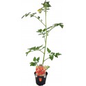 Lobello Vase Datum Tomate 10cm