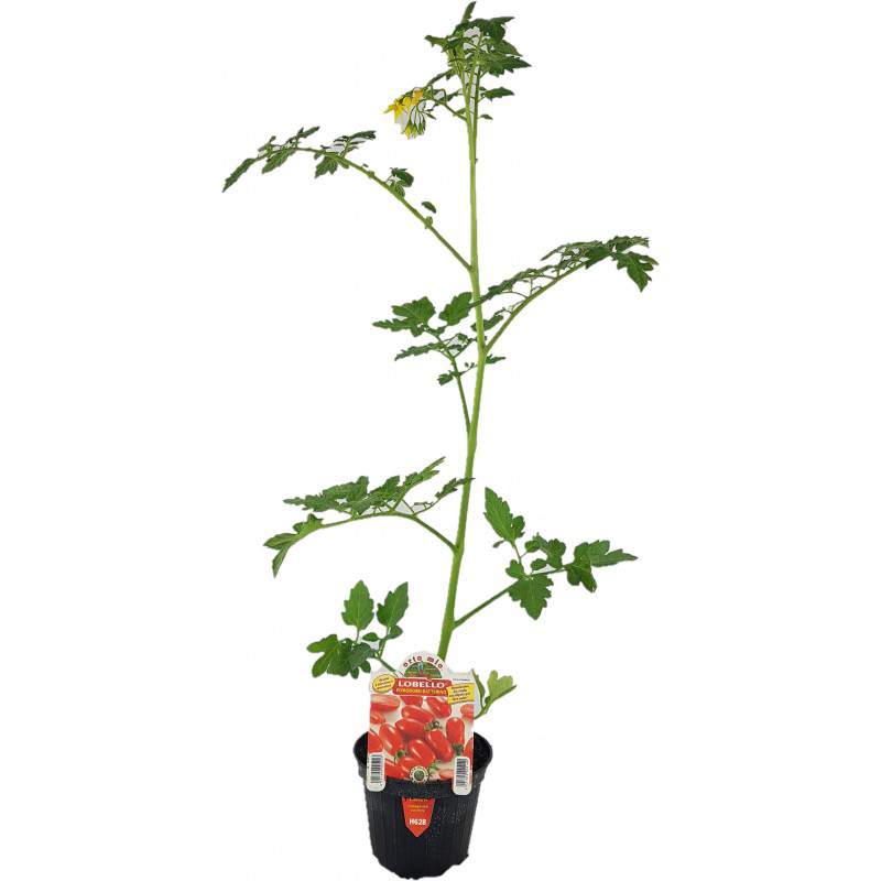 Lobello datterino tomato flowerpot 10 cm